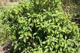 Image of wild coffee