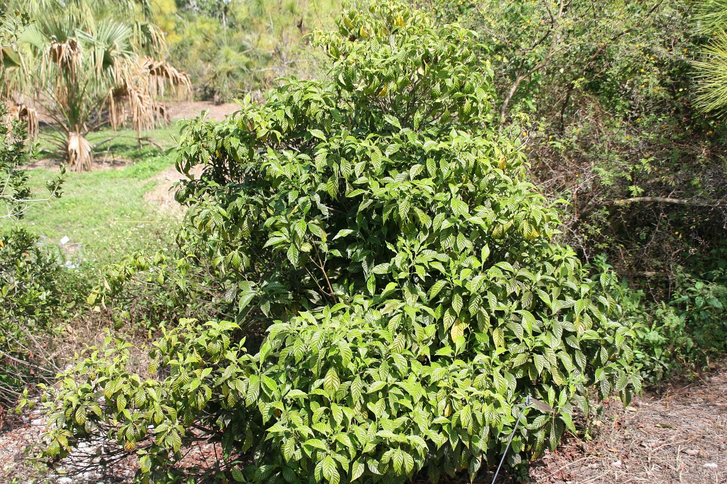 Image of wild coffee