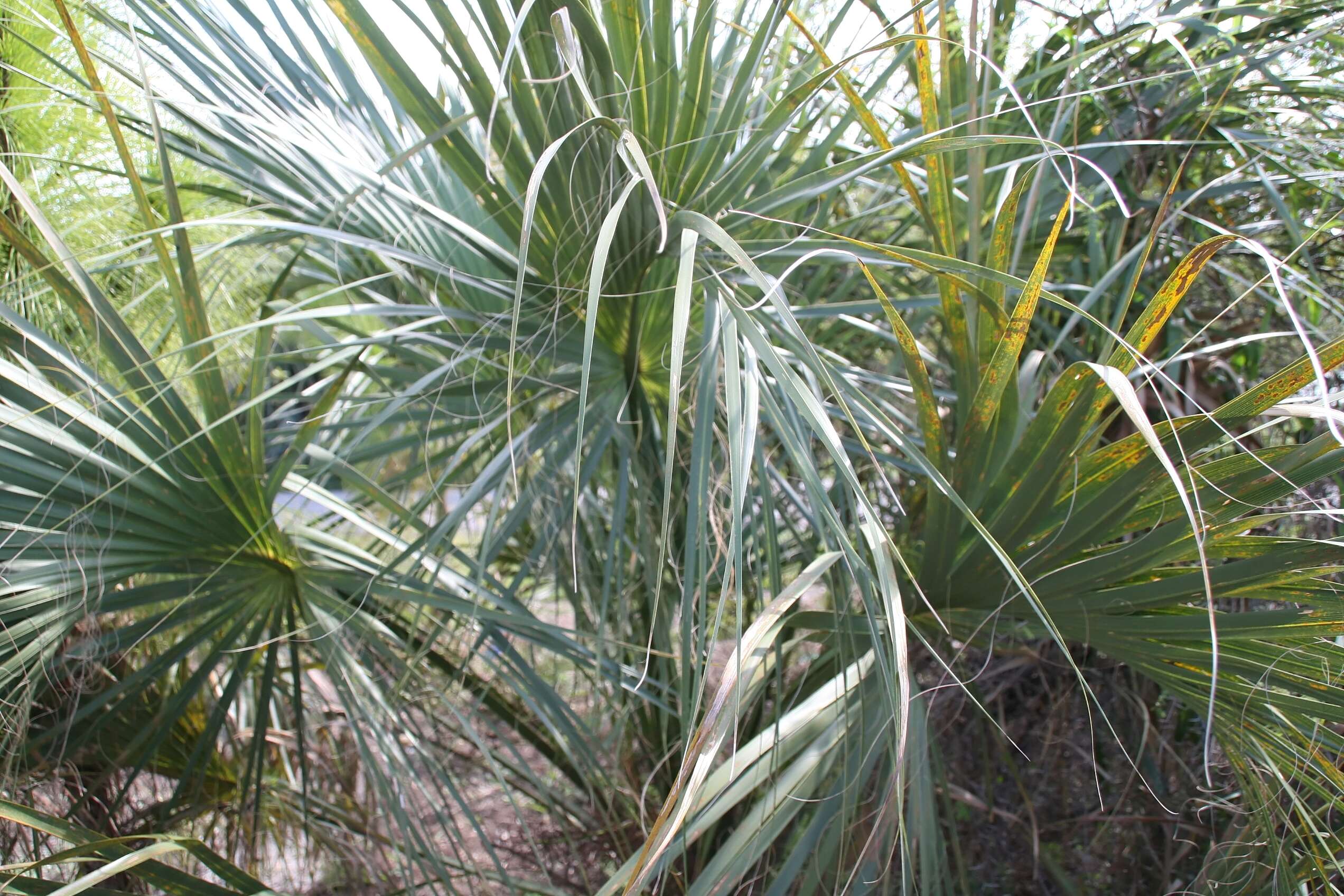 Image of Cabbage Palm