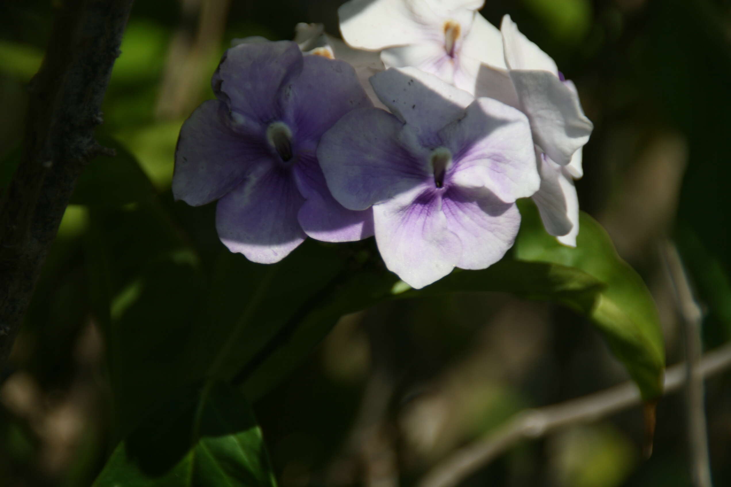 Image of largeflower brunfelsia