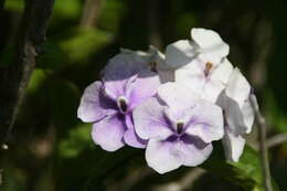 Image de Brunfelsia grandiflora D. Don