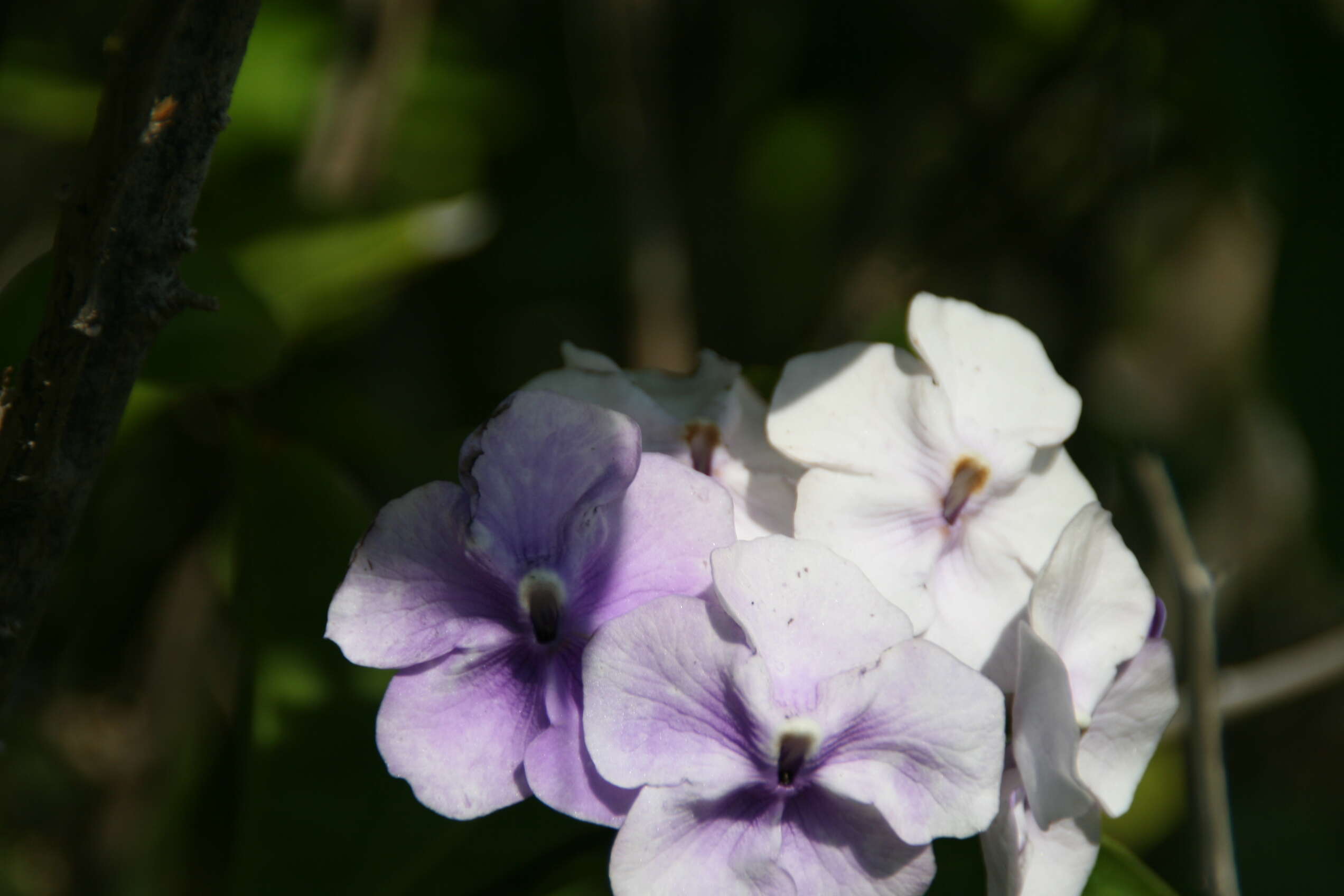 Image of largeflower brunfelsia