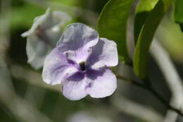 Image de Brunfelsia grandiflora D. Don