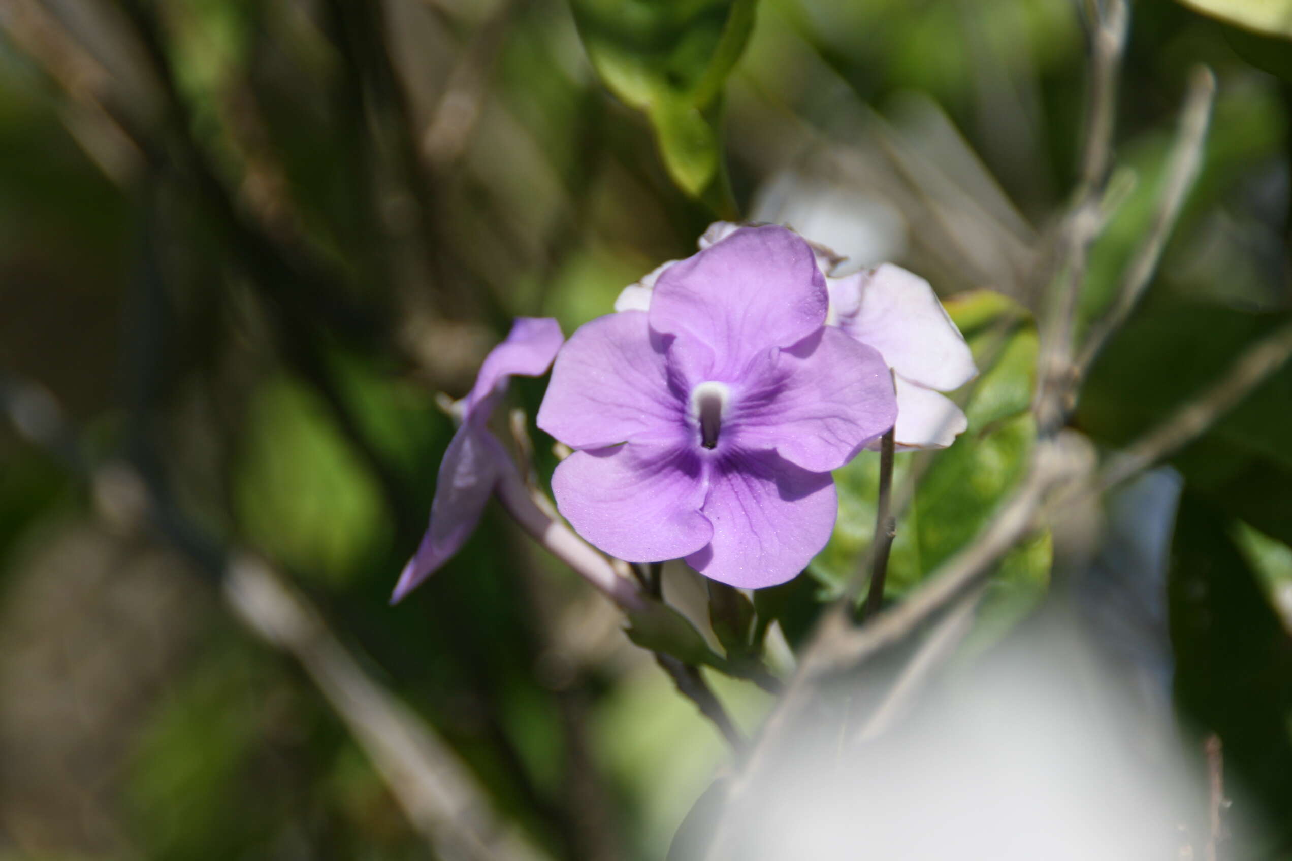 Image of largeflower brunfelsia