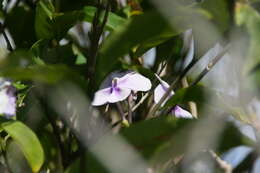 Image of largeflower brunfelsia