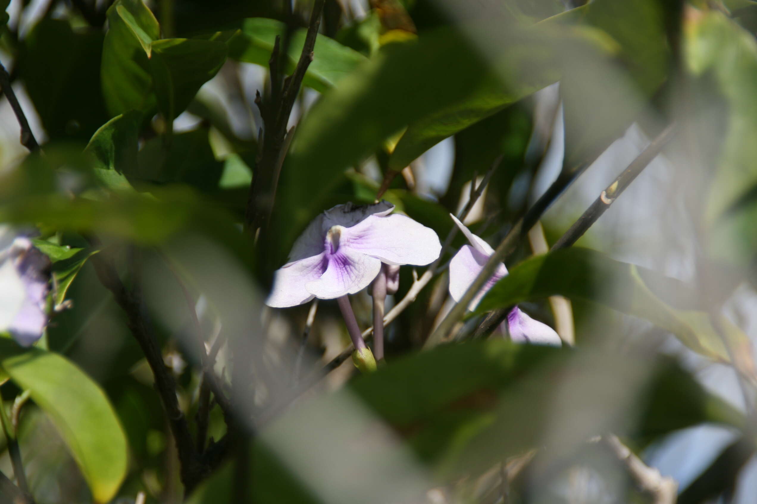 Image of largeflower brunfelsia