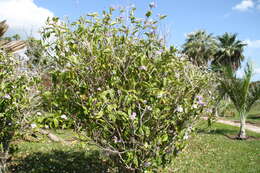 Image de Brunfelsia grandiflora D. Don