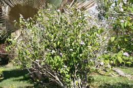 Image of largeflower brunfelsia