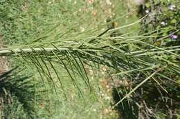 Image de Pseudophoenix vinifera (Mart.) Becc.