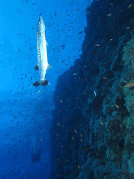 Image of barracudas