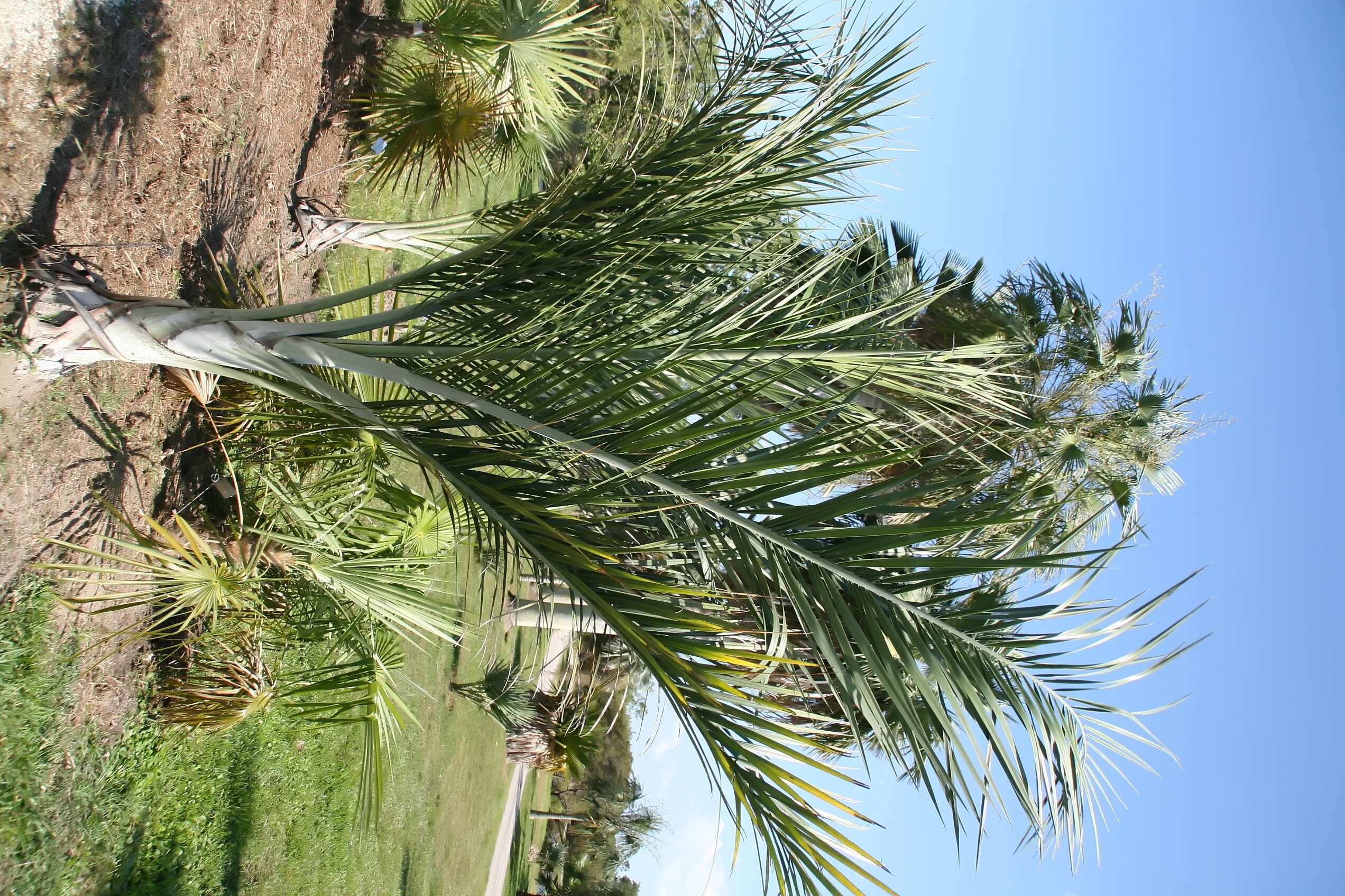 Image de Pseudophoenix vinifera (Mart.) Becc.