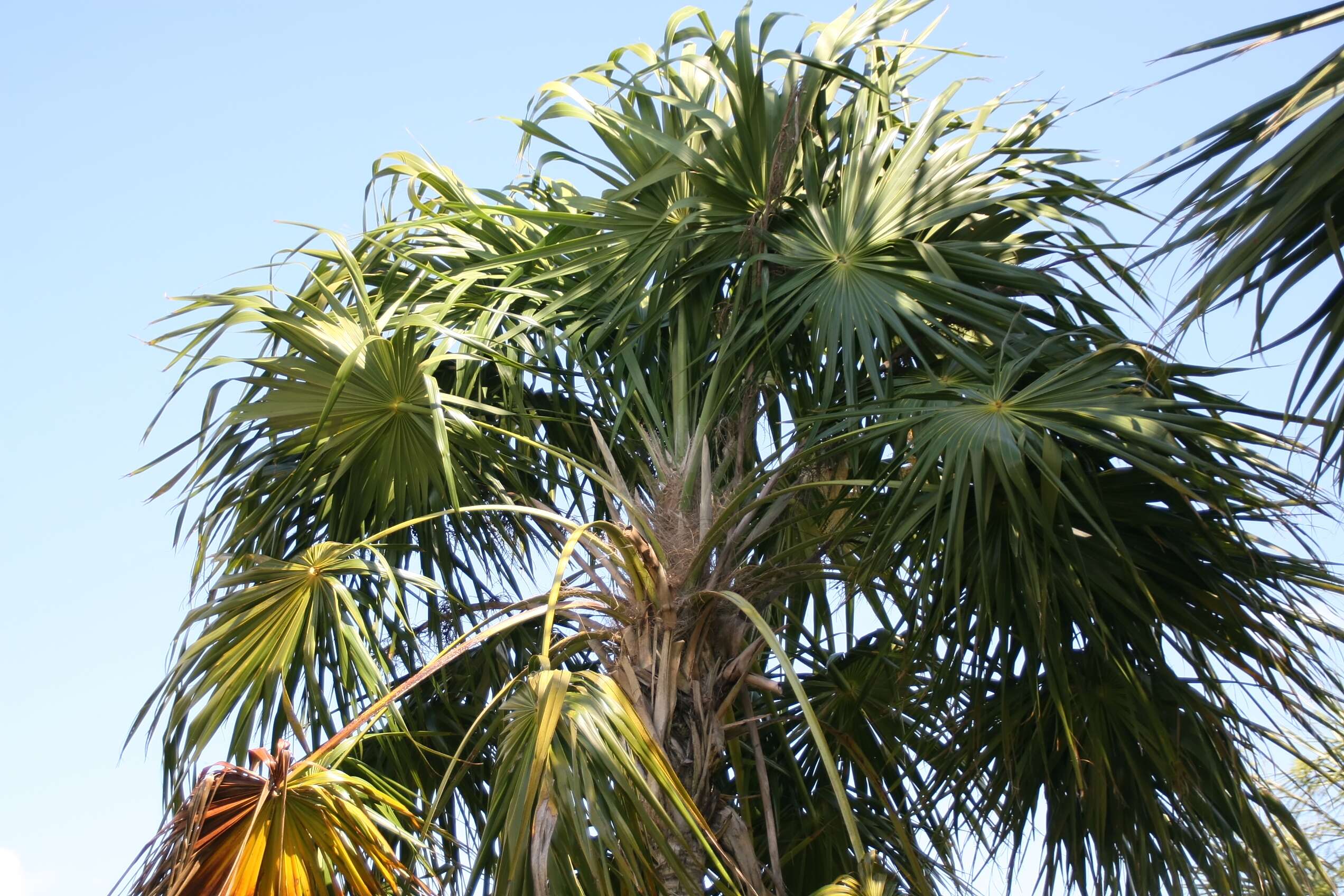 Image of thatch palm