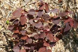 Image of Mexican shrubby spurge