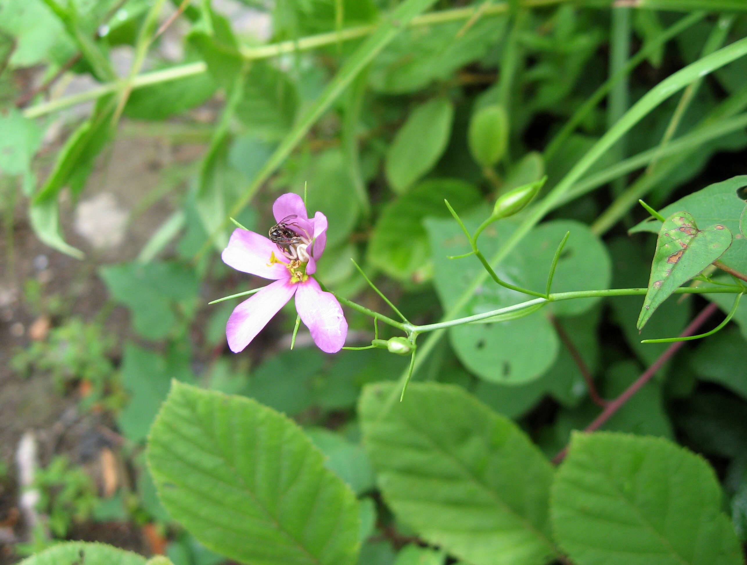 Image of slender rose gentian