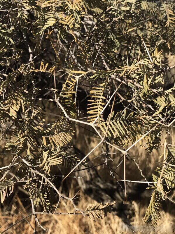 Image of Vachellia haematoxylon (Willd.) Seigler & Ebinger