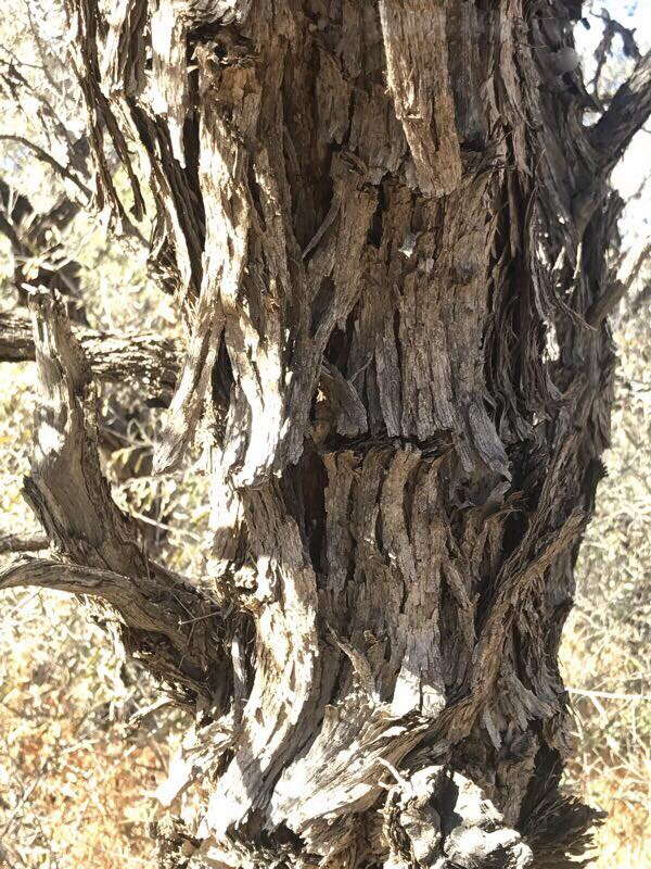 Image of Vachellia haematoxylon (Willd.) Seigler & Ebinger