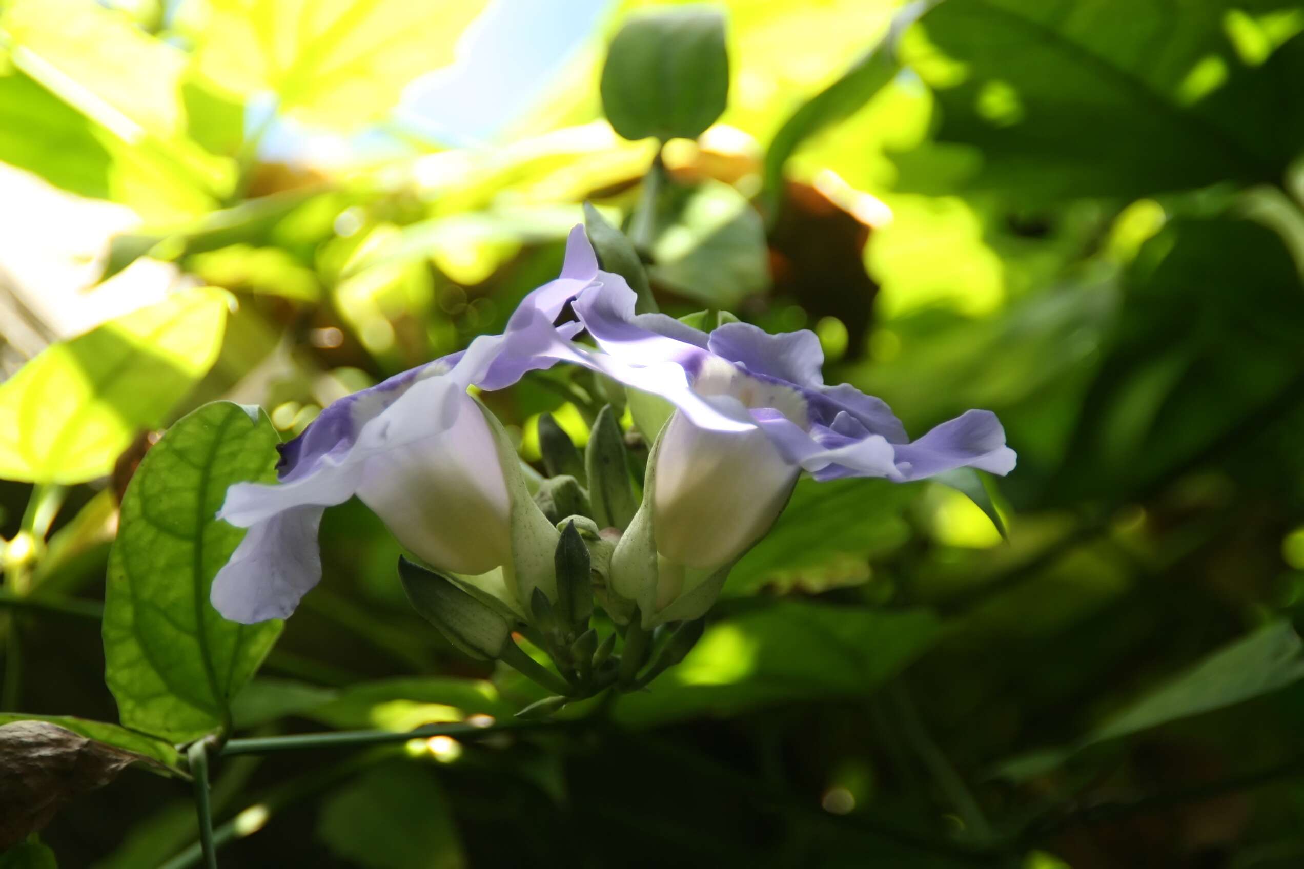 Image of Bengal clock vine