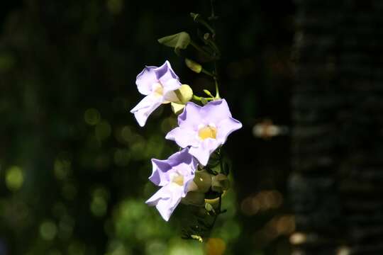 Image of Bengal clock vine