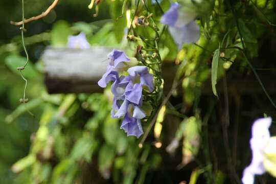 Image of Bengal clock vine