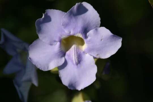 Image of Bengal clock vine