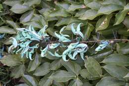 Image of Jade Vine