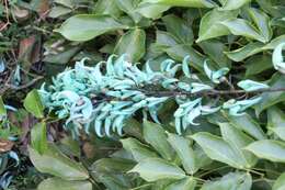 Image of Jade Vine