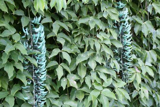 Image of Jade Vine