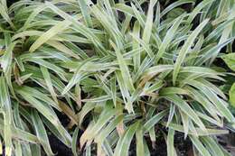 Image of Chlorophytum laxum R. Br.