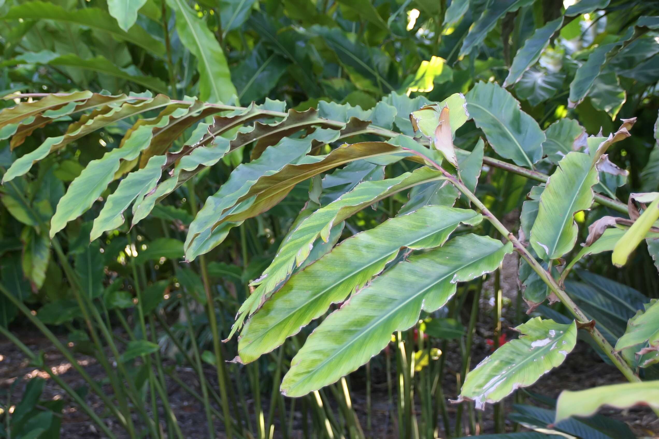 Etlingera fulgens (Ridl.) C. K. Lim的圖片