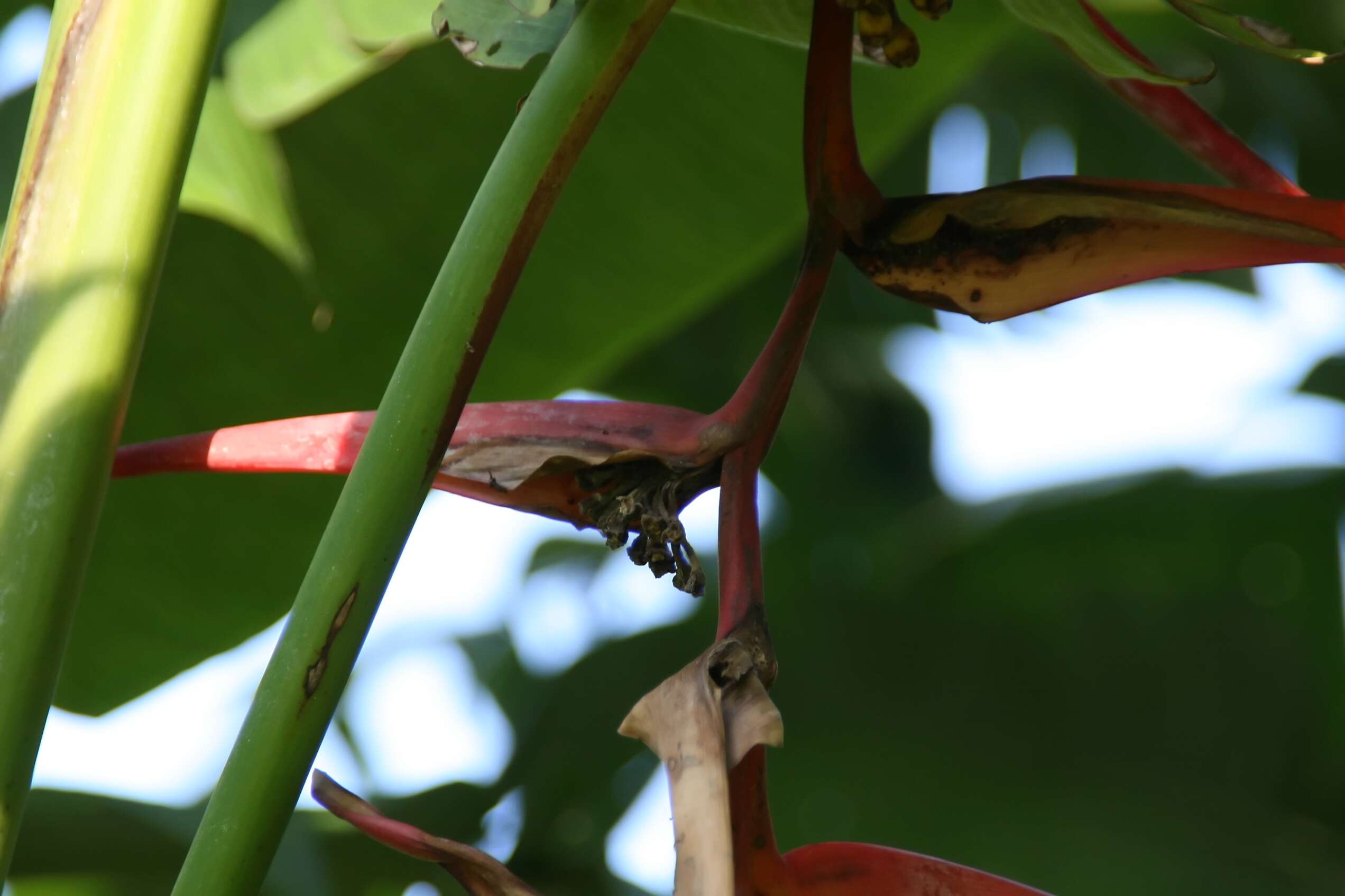 Image of platanillo