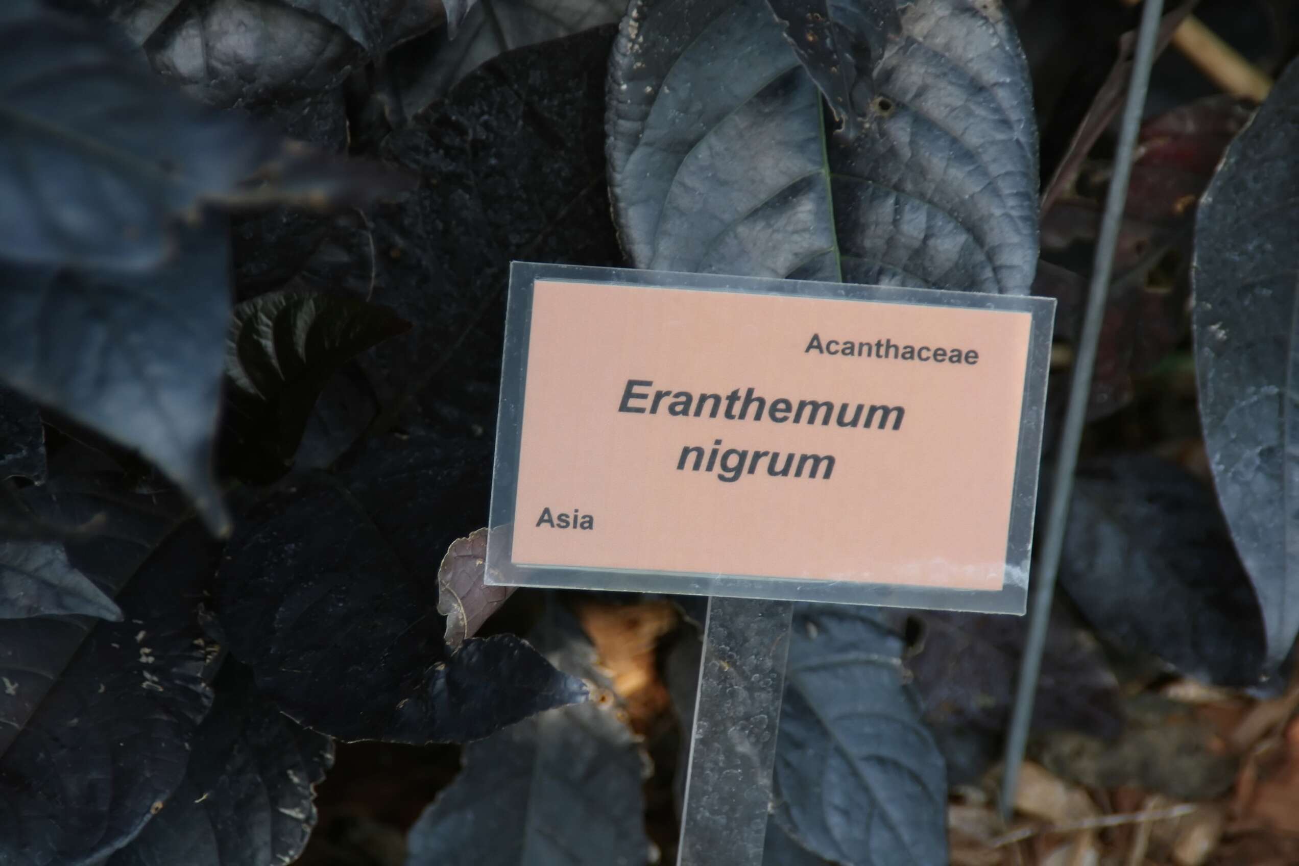 Pseuderanthemum maculatum (Lodd.) I. M. Turner resmi