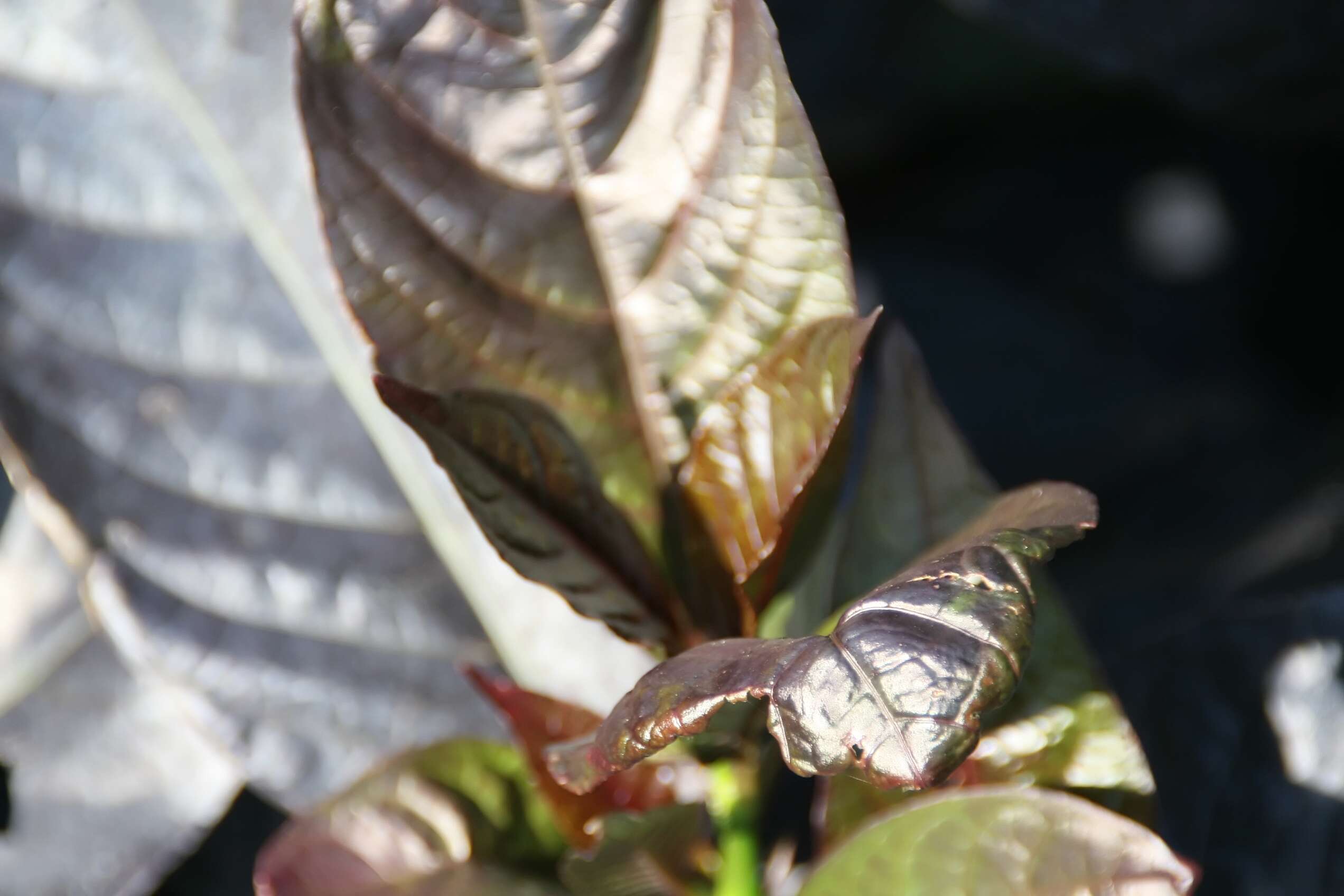 Pseuderanthemum maculatum (Lodd.) I. M. Turner resmi