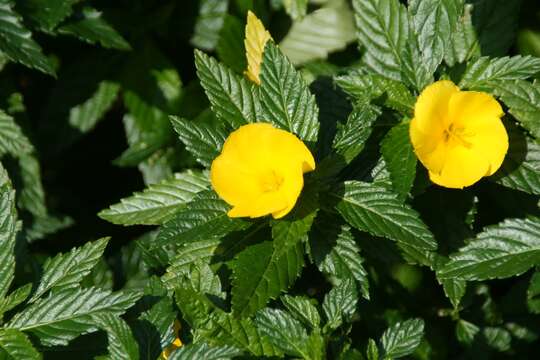 Imagem de Turnera ulmifolia L.