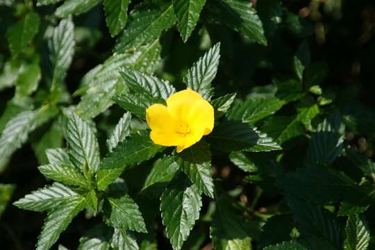 Imagem de Turnera ulmifolia L.