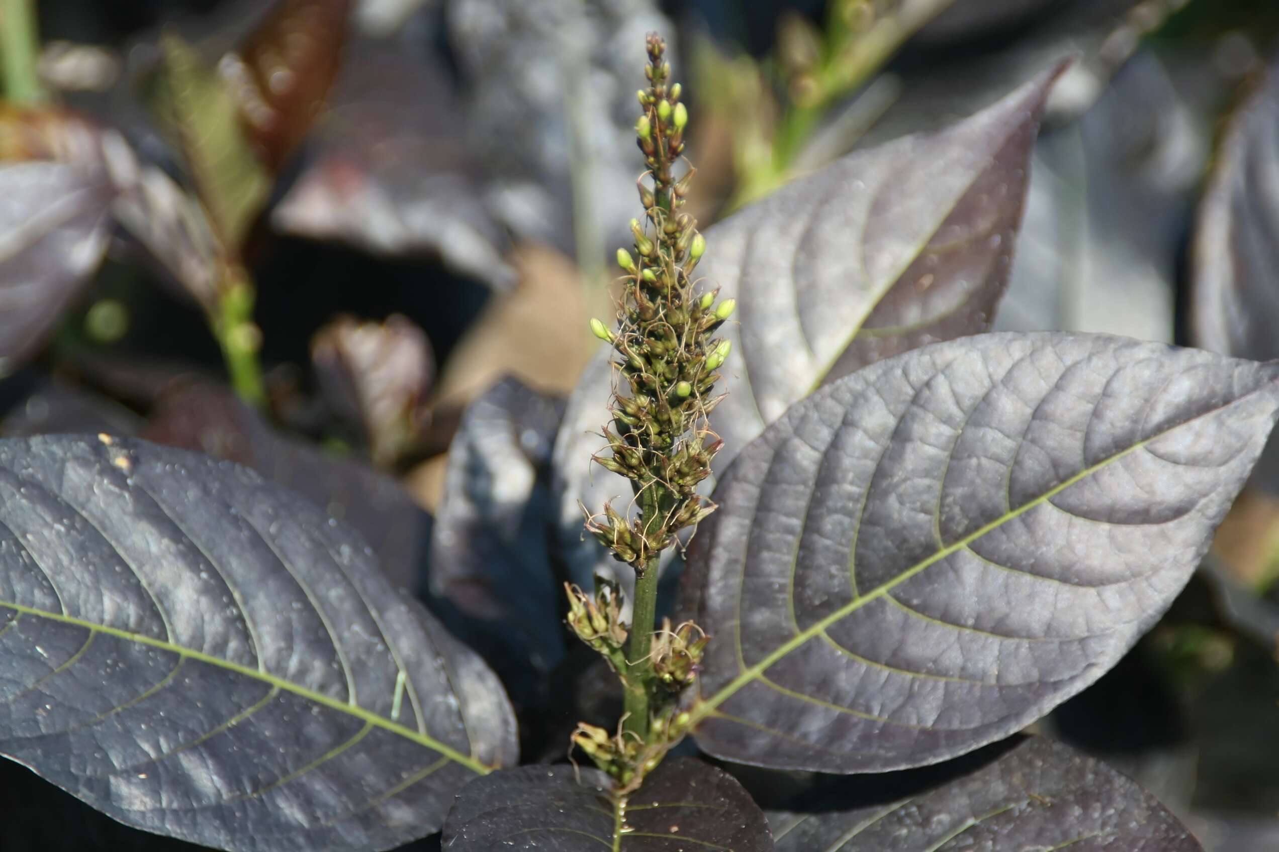 Pseuderanthemum maculatum (Lodd.) I. M. Turner resmi