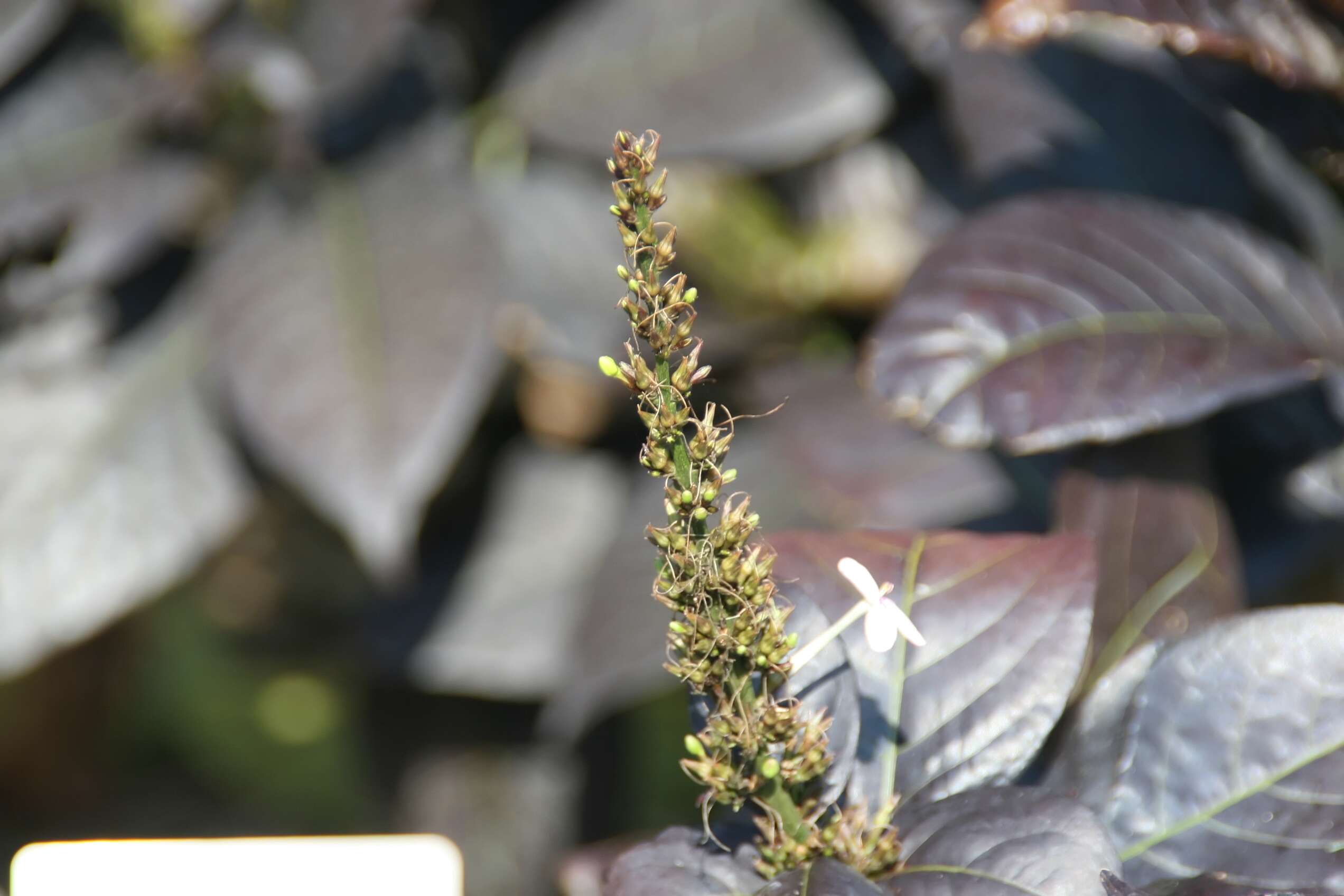 Pseuderanthemum maculatum (Lodd.) I. M. Turner resmi