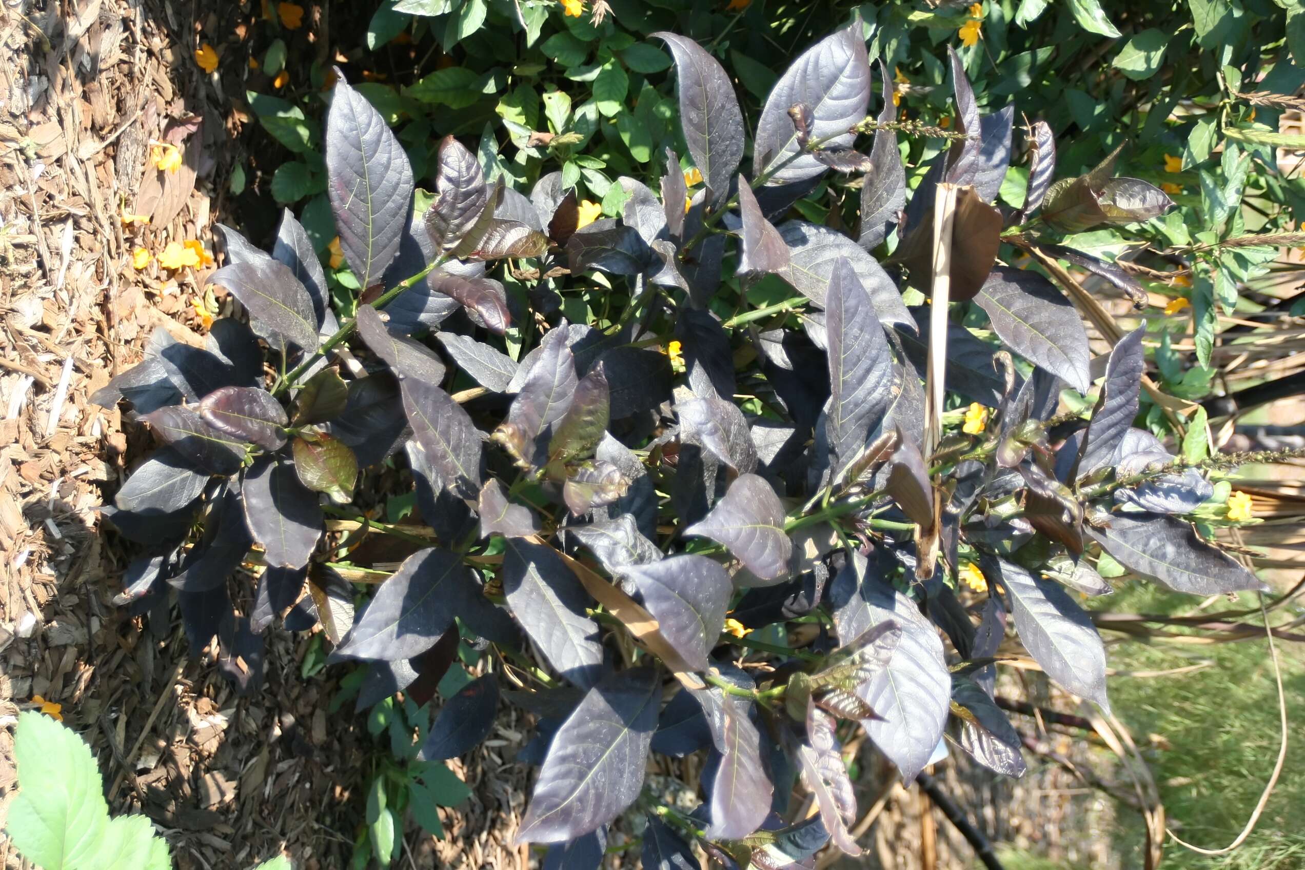 Pseuderanthemum maculatum (Lodd.) I. M. Turner resmi