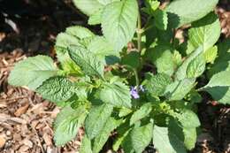 Image of light-blue snakeweed