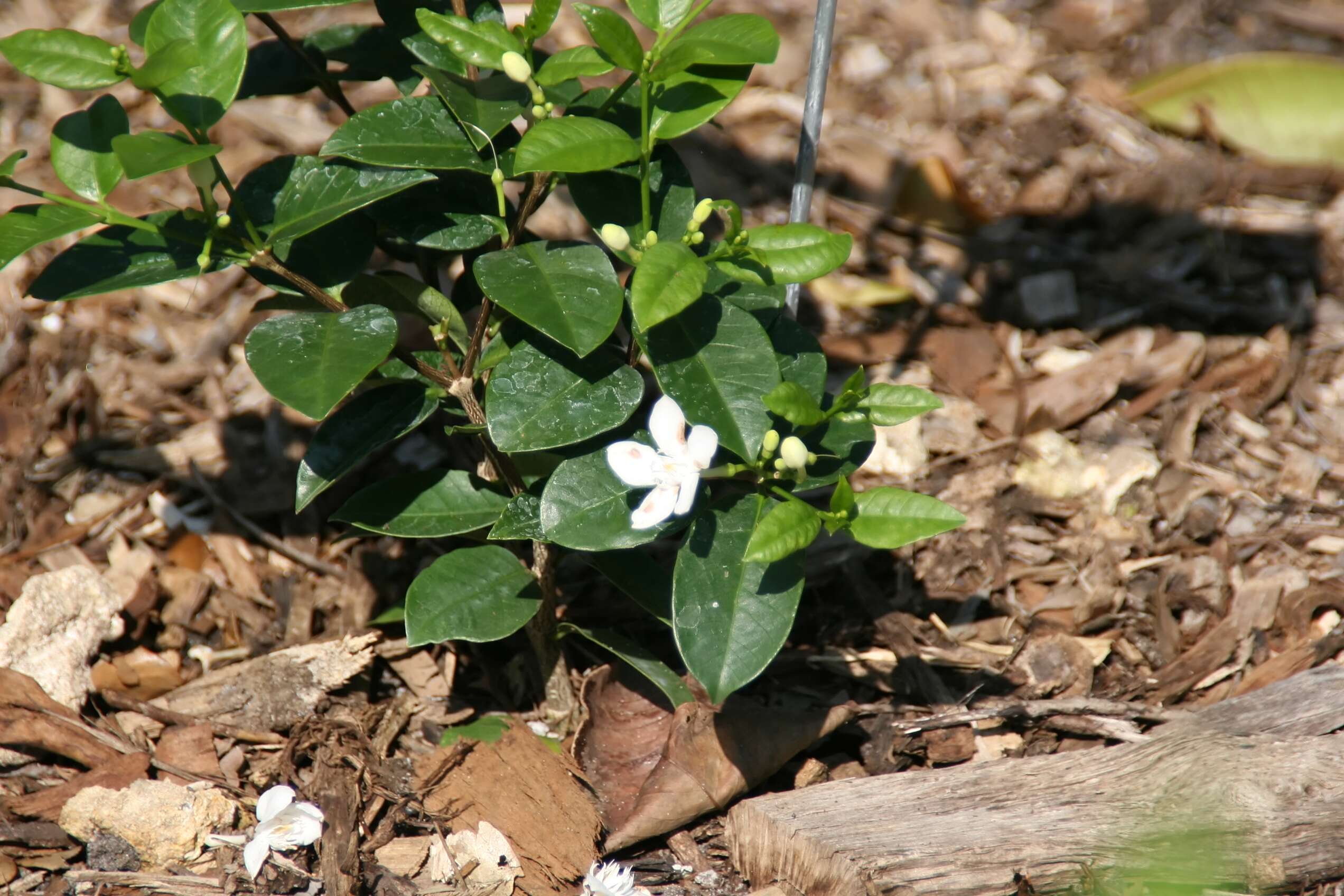 Image of Wrightia antidysenterica (L.) R. Br.