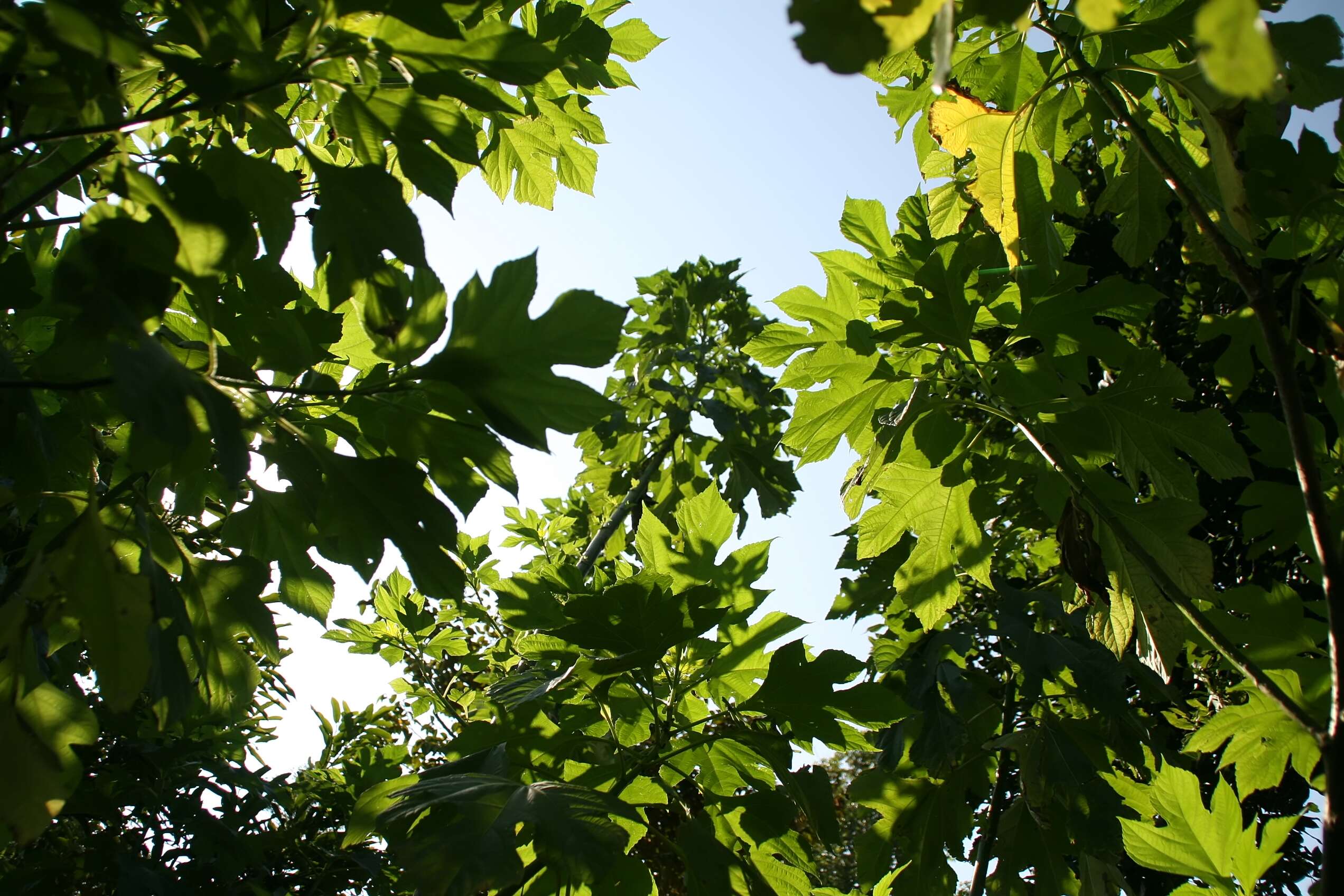 Image de Tournesol mexicain