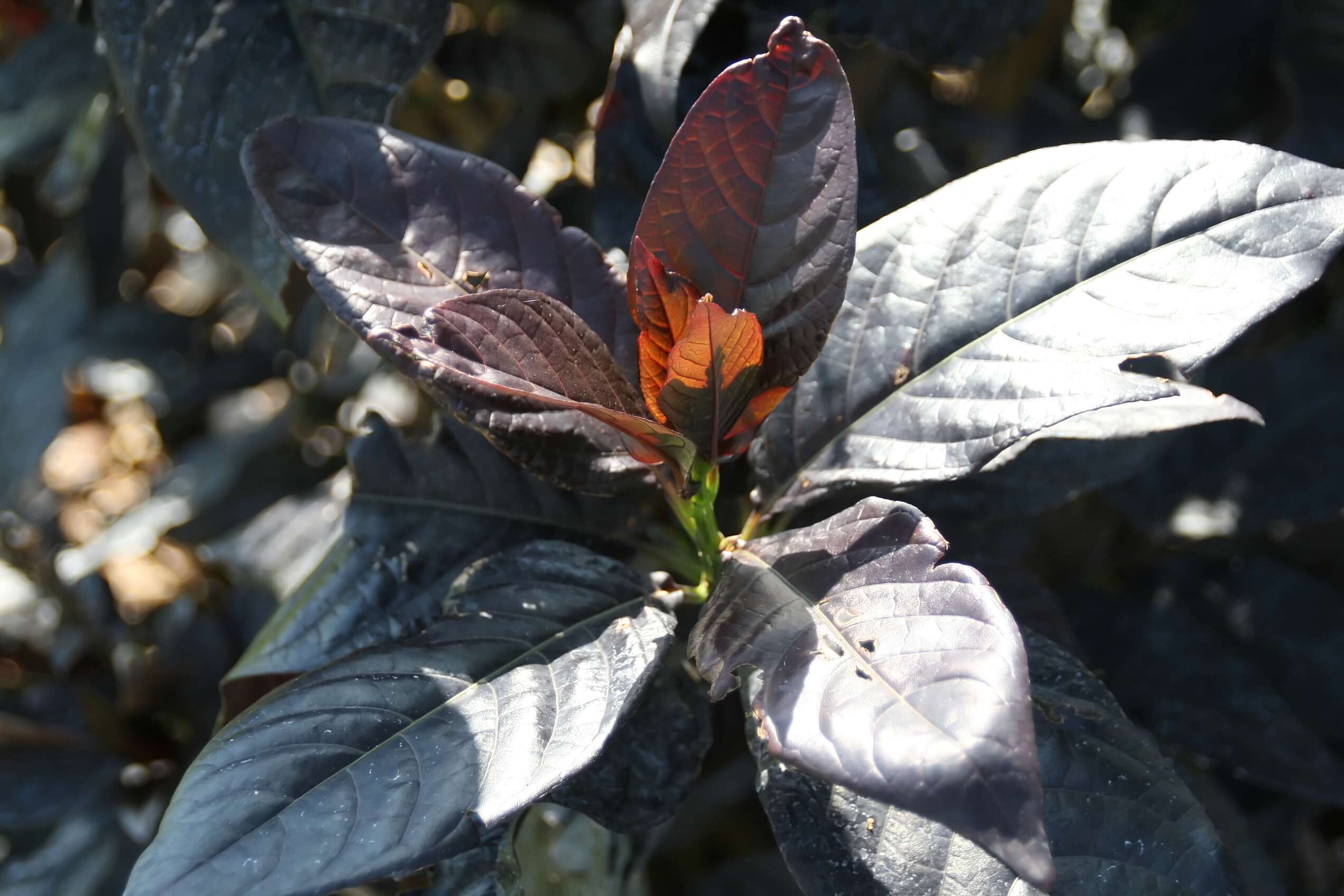 Pseuderanthemum maculatum (Lodd.) I. M. Turner resmi