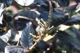 Pseuderanthemum maculatum (Lodd.) I. M. Turner resmi