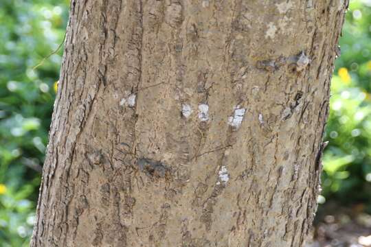 Image of markingnut tree