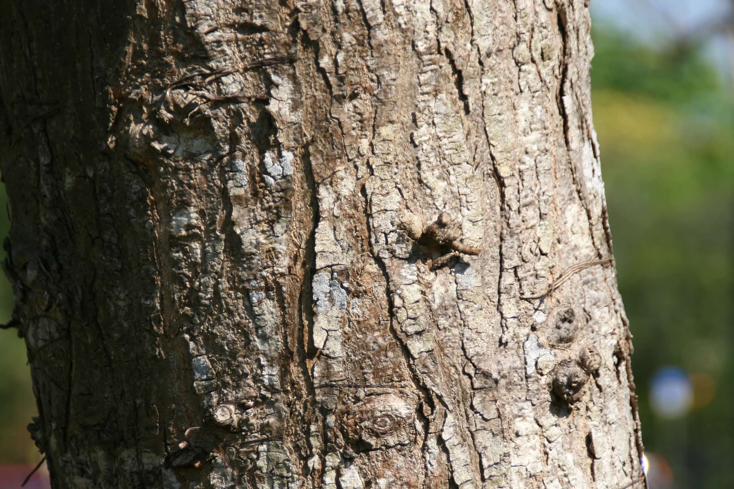 Image of markingnut tree