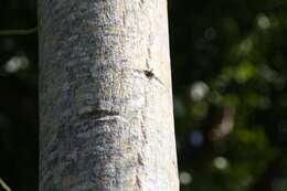 Image of markingnut tree