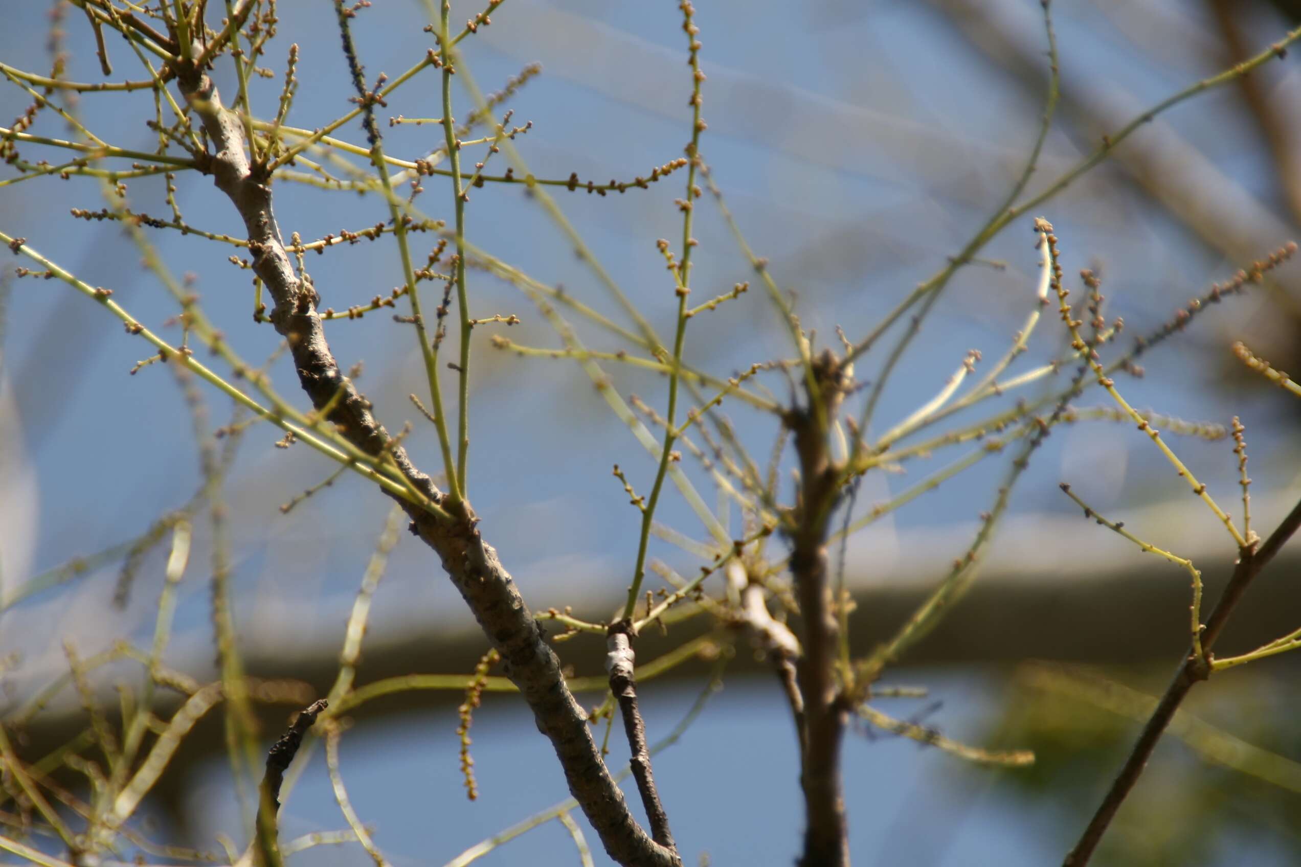 Image of markingnut tree