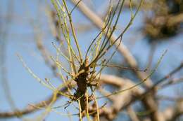 Image of markingnut tree