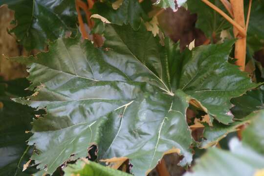 Image of Pterospermum acerifolium (L.) Willd.