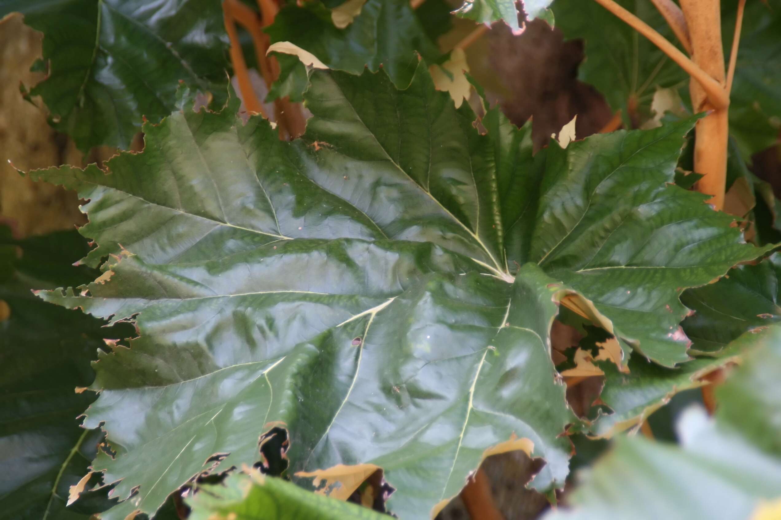 Image of Pterospermum acerifolium (L.) Willd.