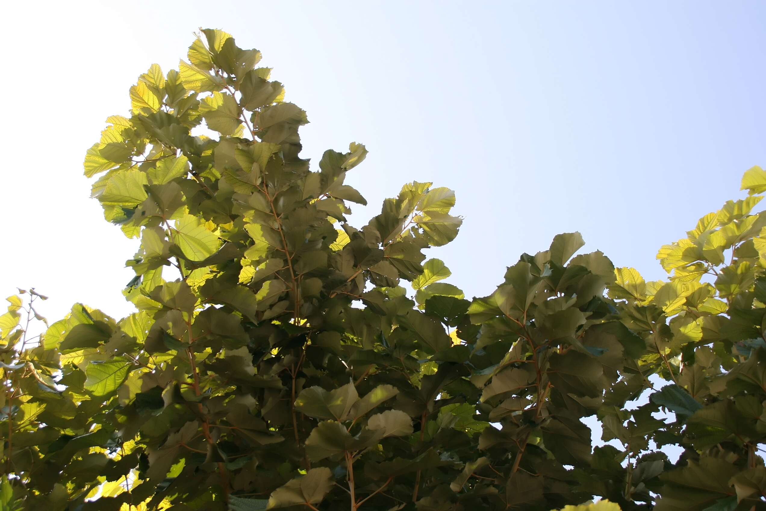 Image of Pterospermum acerifolium (L.) Willd.